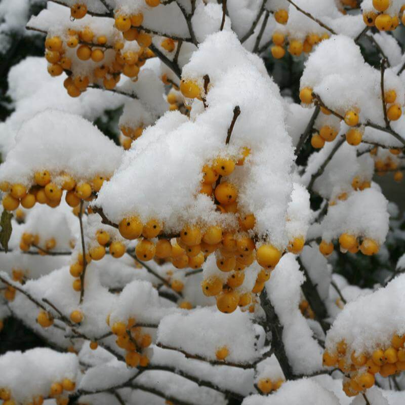 Berry Heavy® Gold Winterberry Holly (Ilex) - Image 4