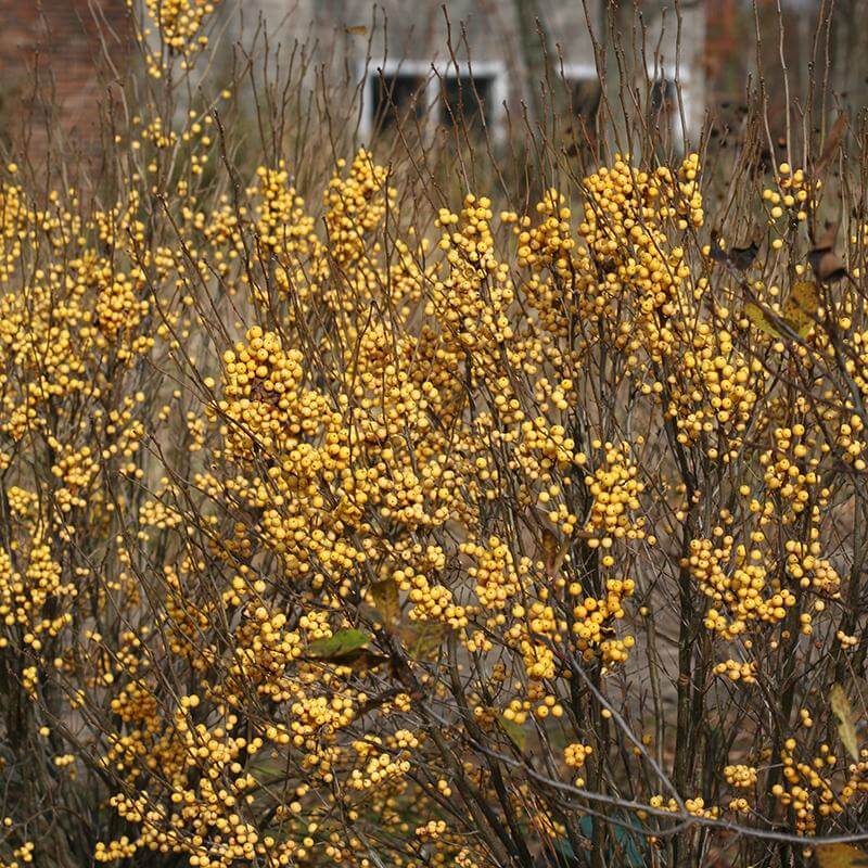 Berry Heavy® Gold Winterberry Holly (Ilex) - Image 5