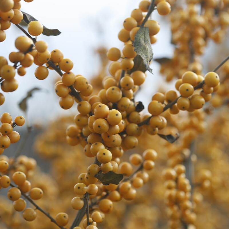 Berry Heavy® Gold Winterberry Holly (Ilex) - Image 6