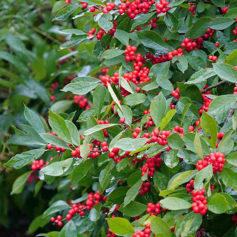 Berry Heavy® Winterberry Holly (Ilex) - Image 3