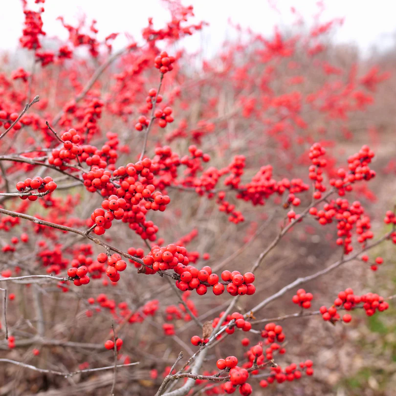 Berry Heavy® Winterberry Holly (Ilex) - Image 5