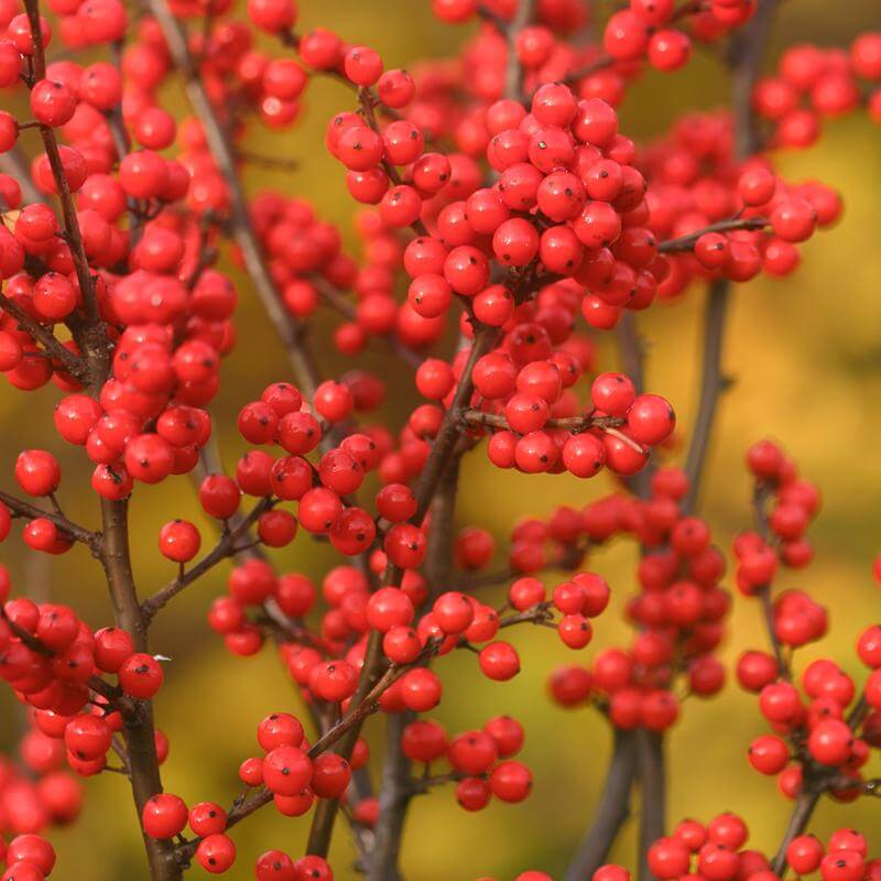 Berry Heavy® Winterberry Holly (Ilex) - Image 6