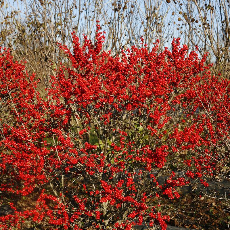 Berry Poppins® Winterberry Holly (Ilex) - Image 6