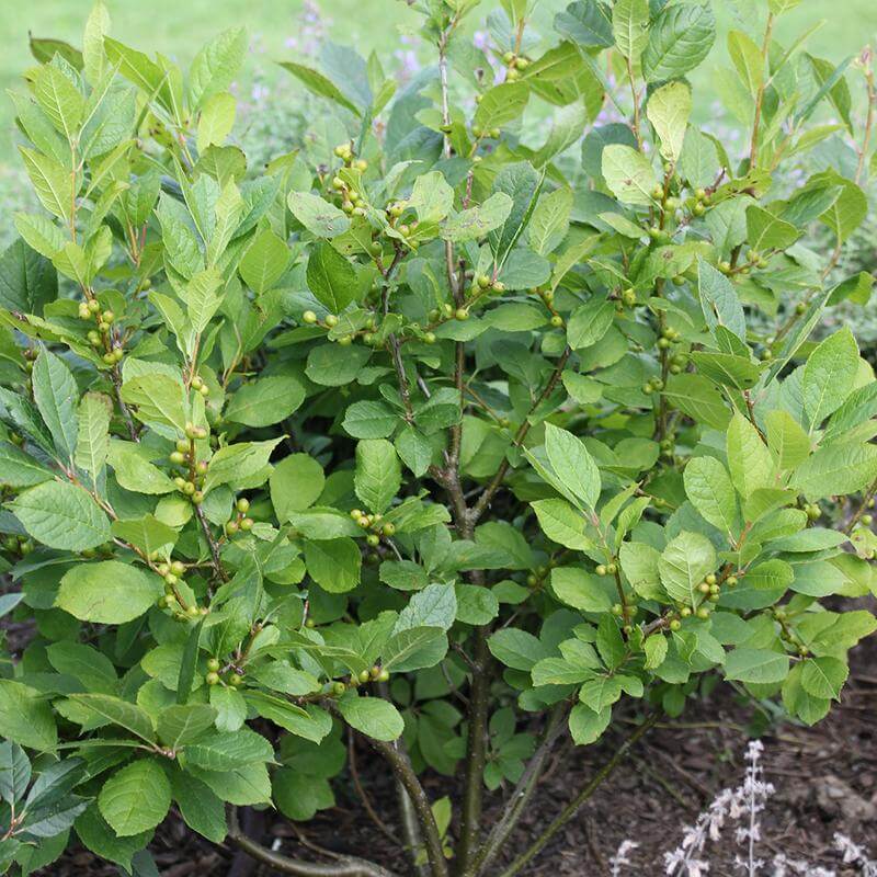 Berry Poppins® Winterberry Holly (Ilex) - Image 7