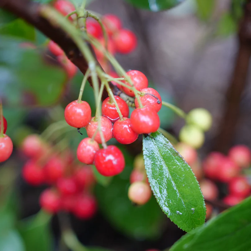 Berry Scape™ Red Aronia - Image 2