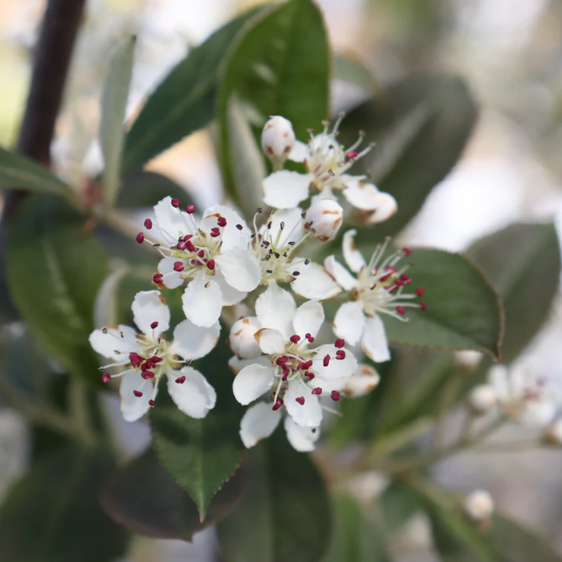 Berry Scape™ Red Aronia - Image 4