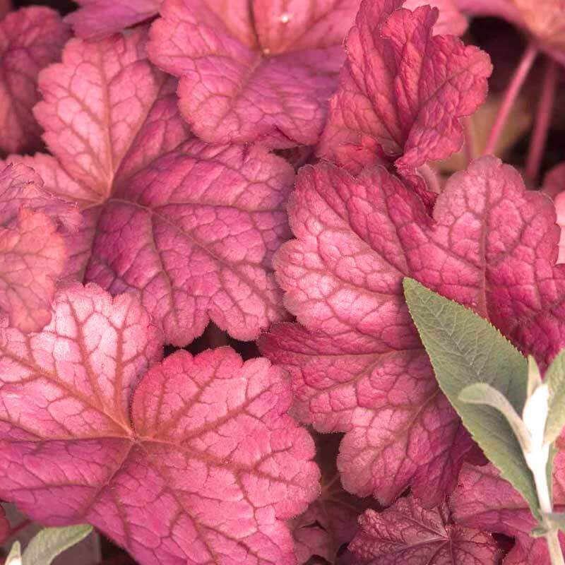 'Berry Smoothie' Coral Bells (Heuchera) - Image 2