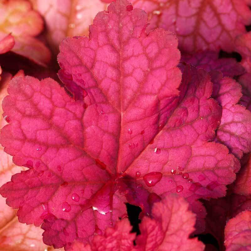 'Berry Smoothie' Coral Bells (Heuchera) - Image 3