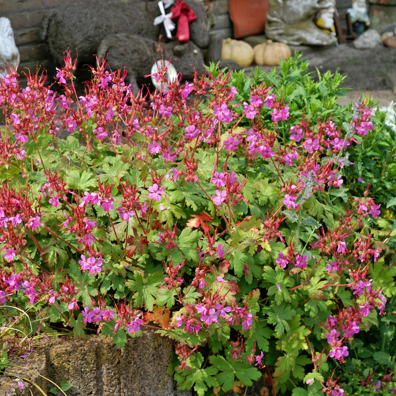 'Bevan's Variety' Cranesbill (Geranium)