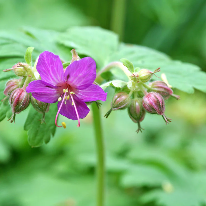 'Bevan's Variety' Cranesbill (Geranium) - Image 2
