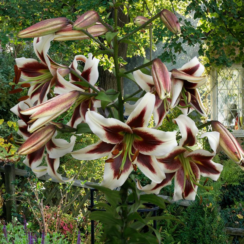 'Beverly Dreams' Lily (Lilium) - Image 3