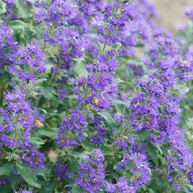 Beyond Midnight® Bluebeard (Caryopteris) - Image 2