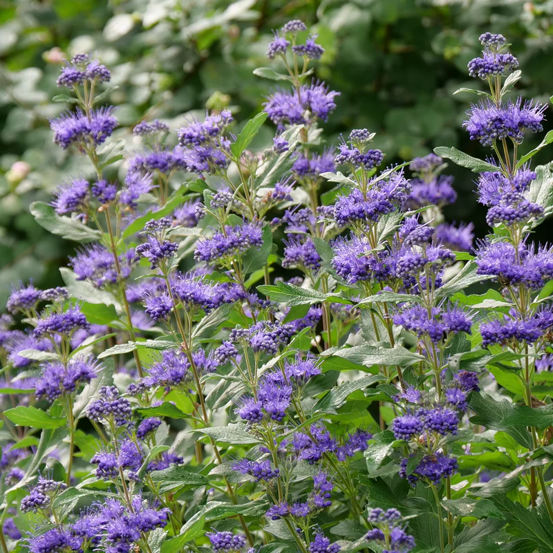 Beyond Midnight® Bluebeard (Caryopteris) - Image 3