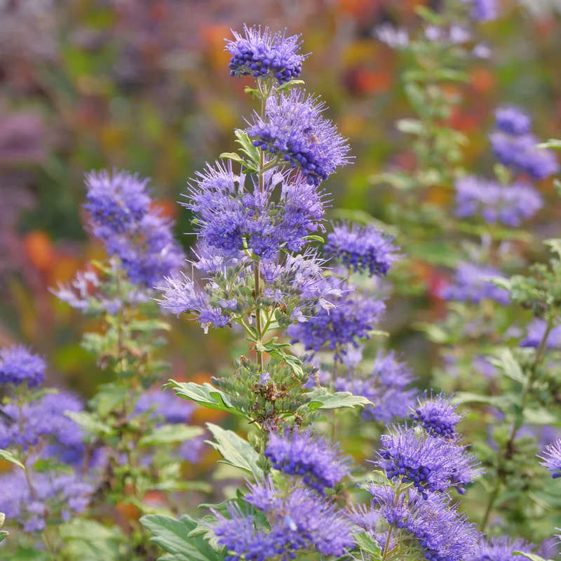 Beyond Midnight® Bluebeard (Caryopteris) - Image 4