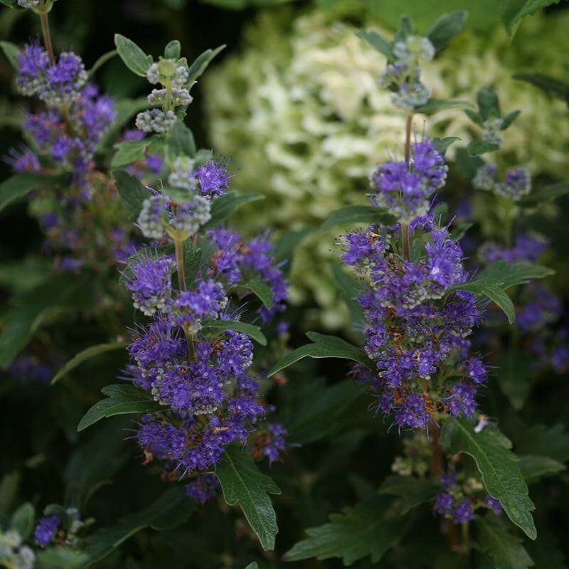 Beyond Midnight® Bluebeard (Caryopteris) - Image 5