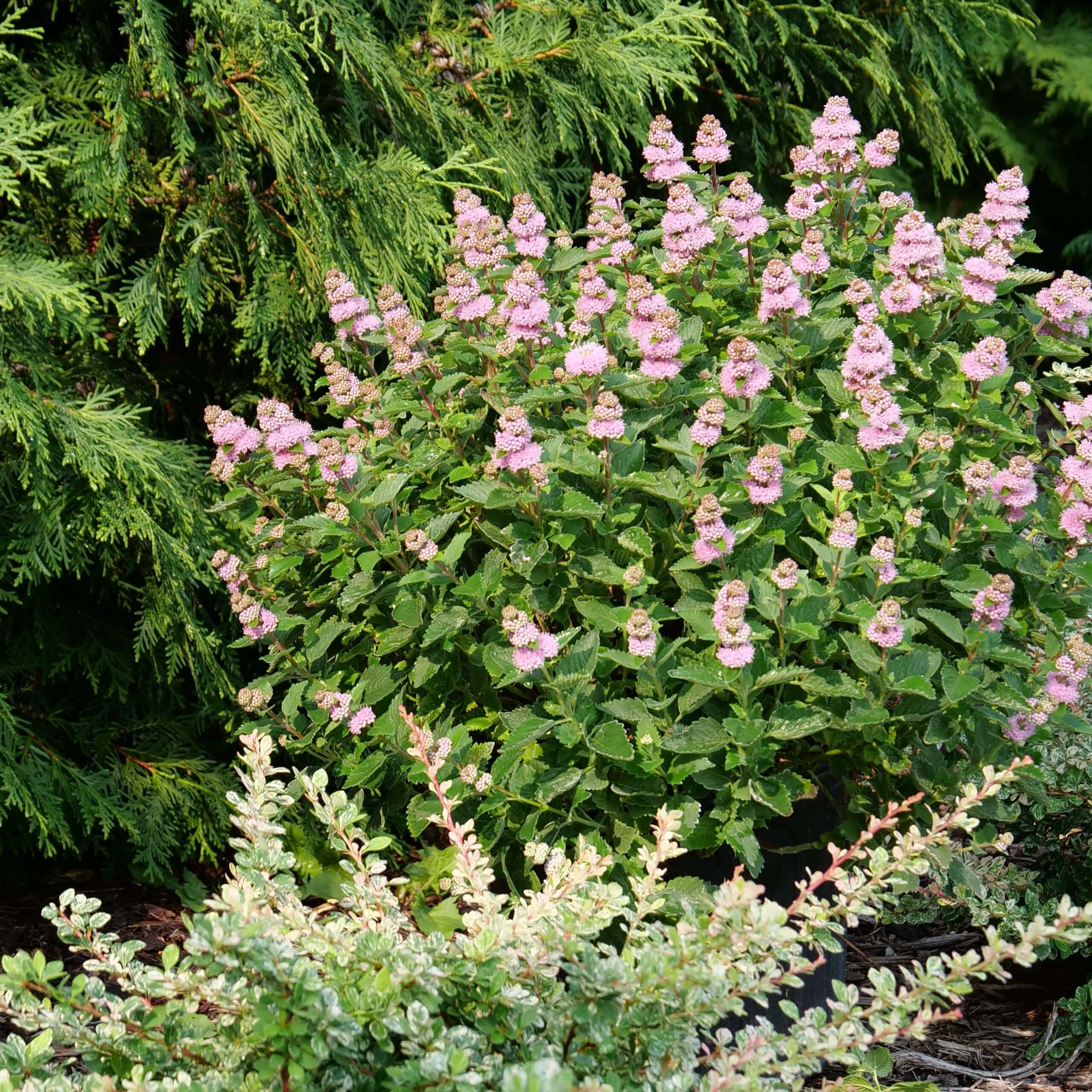 Beyond Pink'd™ Bluebeard (Caryopteris) - Image 3