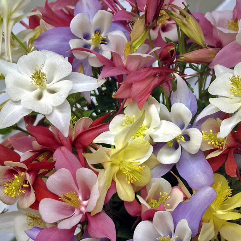 'Biedermeier Mix' Columbine (Aquilegia)