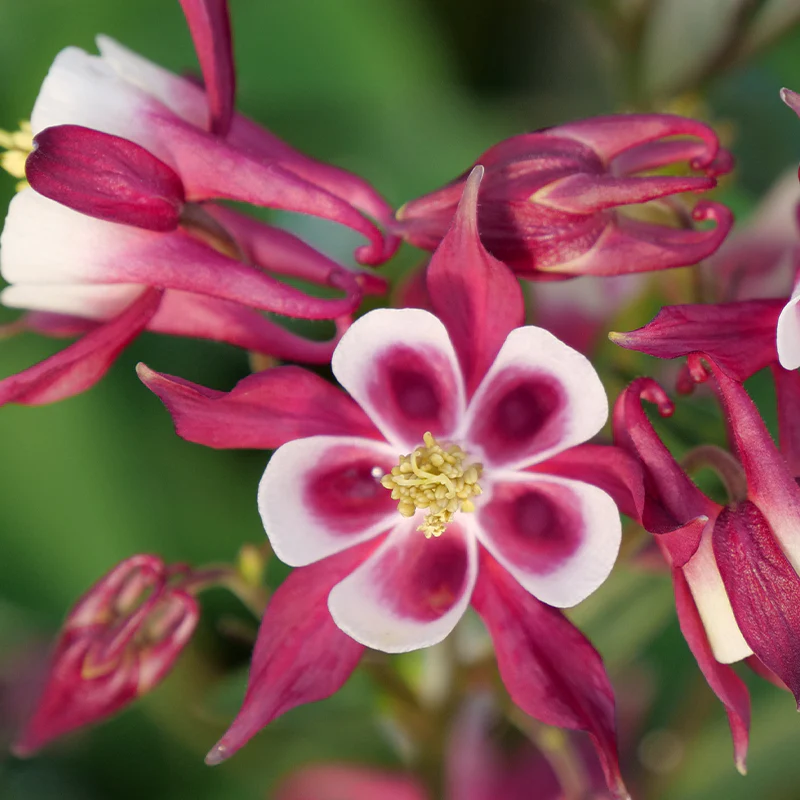 'Biedermeier Mix' Columbine (Aquilegia) - Image 2