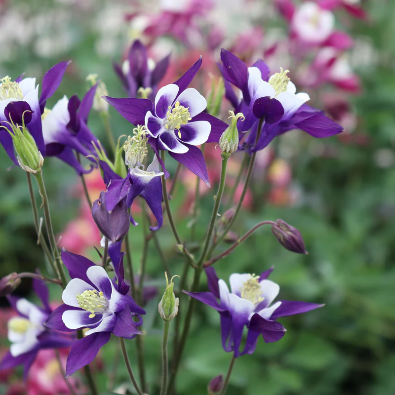 'Biedermeier Mix' Columbine (Aquilegia) - Image 3