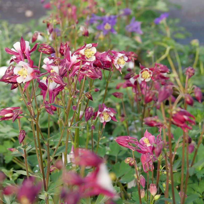 'Biedermeier Mix' Columbine (Aquilegia) - Image 4