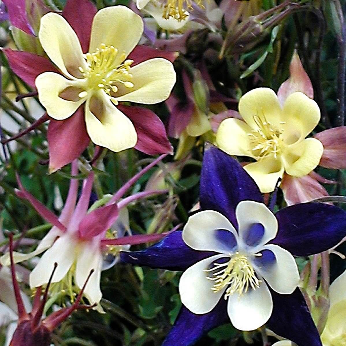 'Biedermeier Mix' Columbine (Aquilegia) - Image 5