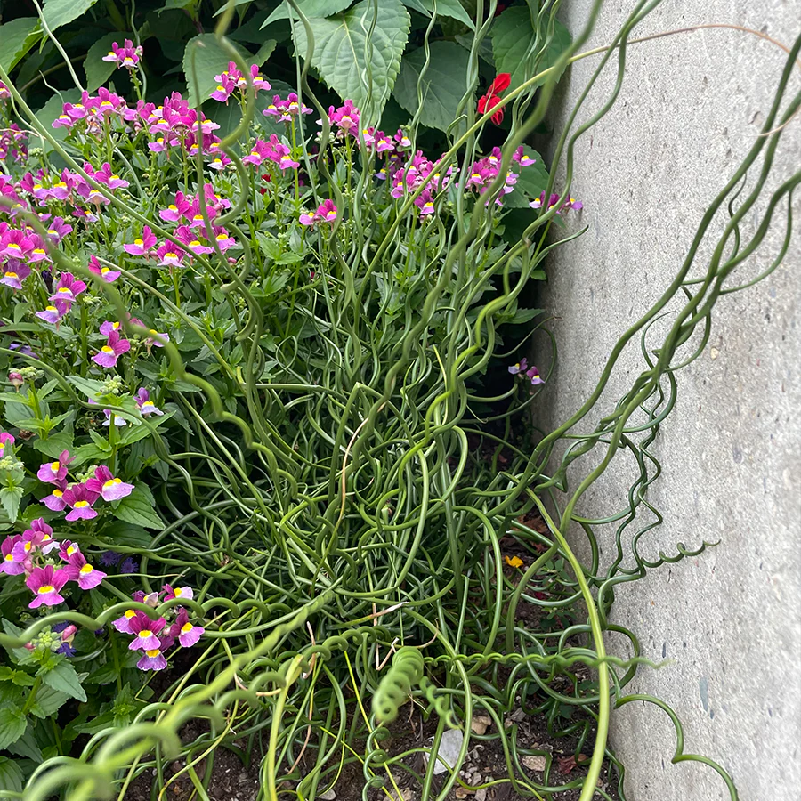 Big Twister Rush (Juncus) - Image 2