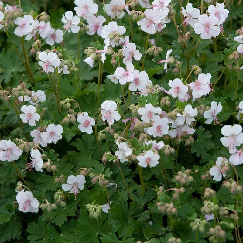 'Biokovo' Cranesbill (Geranium)