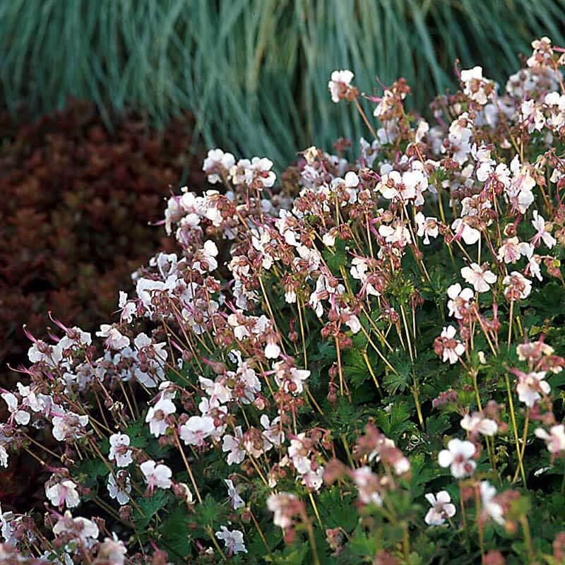 'Biokovo' Cranesbill (Geranium) - Image 2