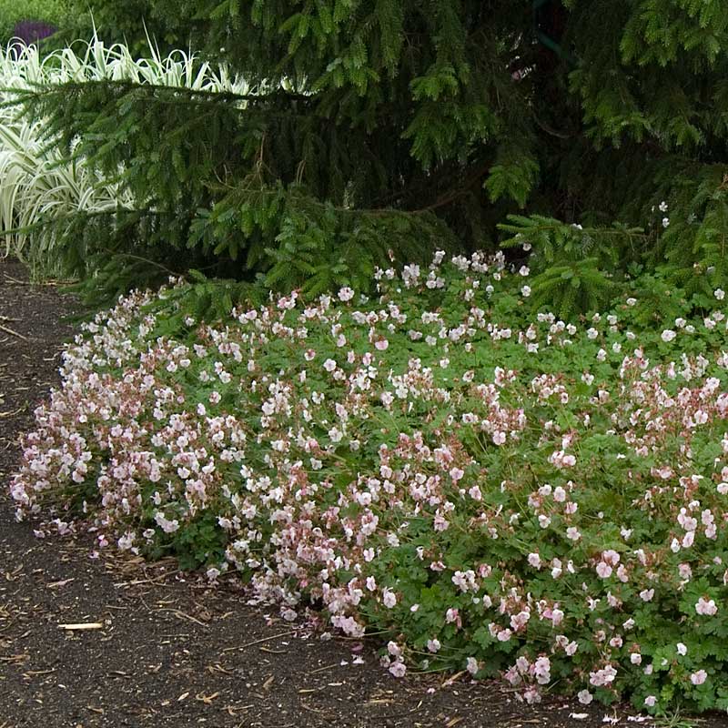 'Biokovo' Cranesbill (Geranium) - Image 3