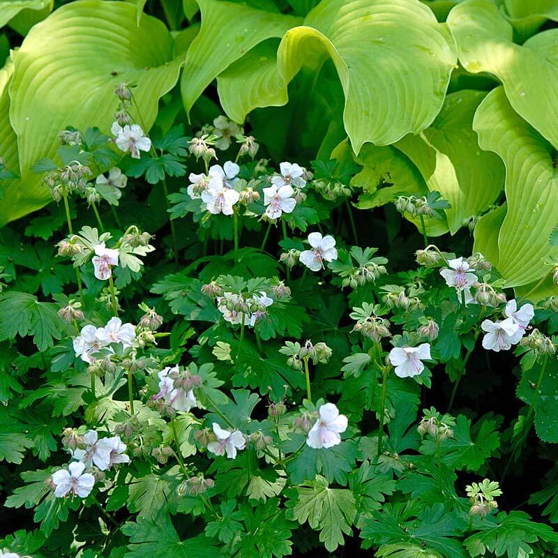 'Biokovo' Cranesbill (Geranium) - Image 4