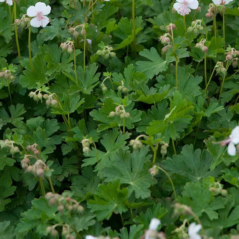 'Biokovo' Cranesbill (Geranium) - Image 5