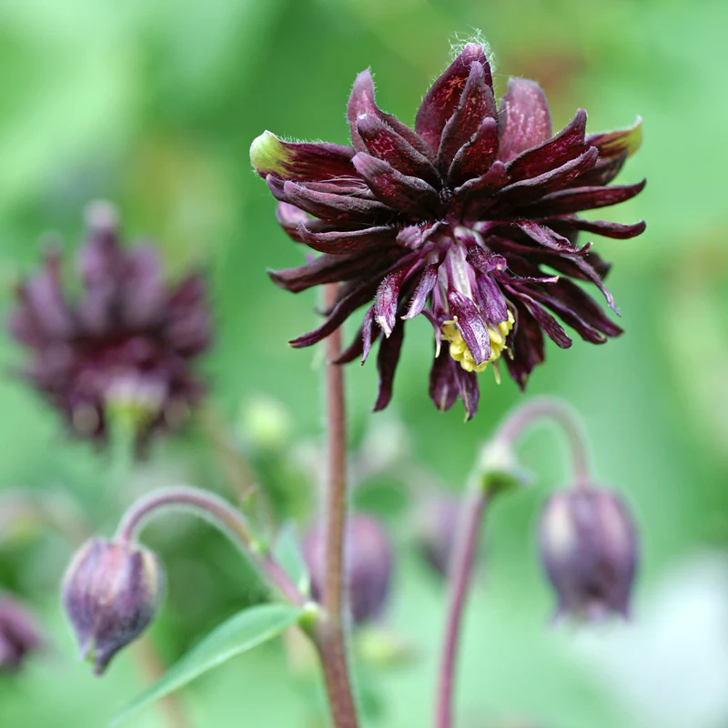 'Black Barlow' Columbine (Aquilegia)