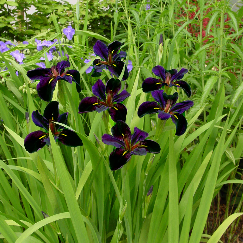 'Black Gamecock' Louisiana Iris