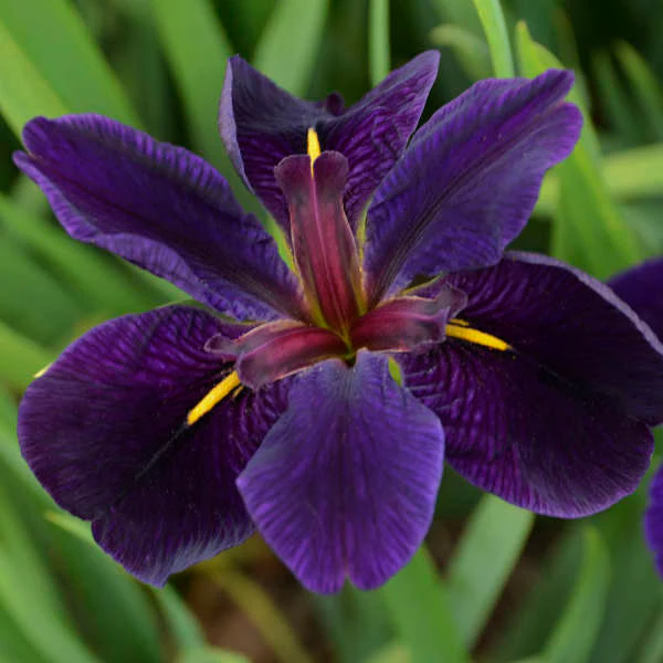 'Black Gamecock' Louisiana Iris - Image 2