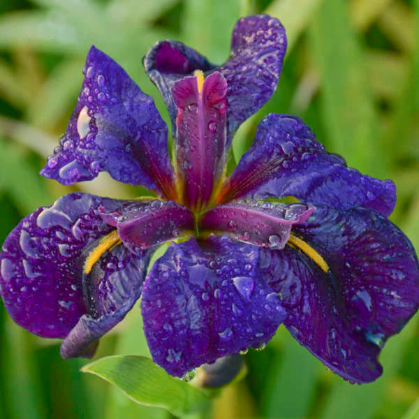 'Black Gamecock' Louisiana Iris - Image 3