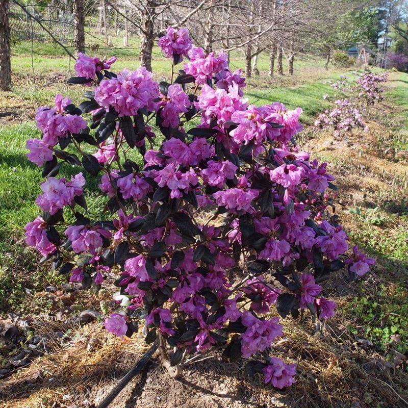 Black Hat® Rhododendron - Image 3