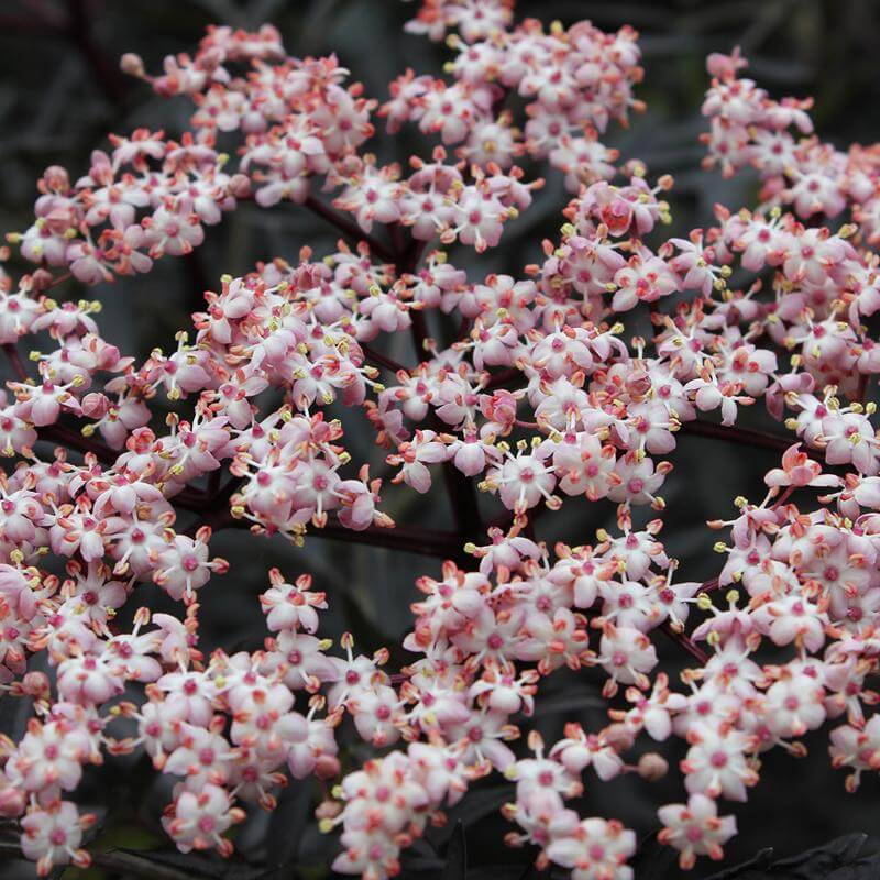 Black Lace® Elderberry (Sambucus) - Image 4