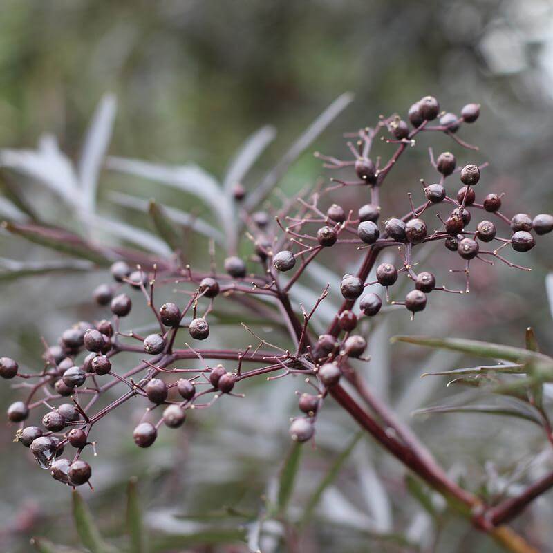 Black Lace® Elderberry (Sambucus) - Image 5