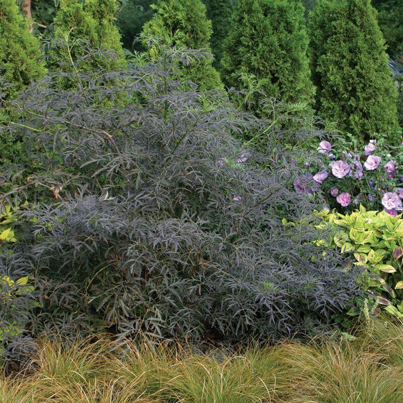 Black Lace® Elderberry (Sambucus) - Image 7