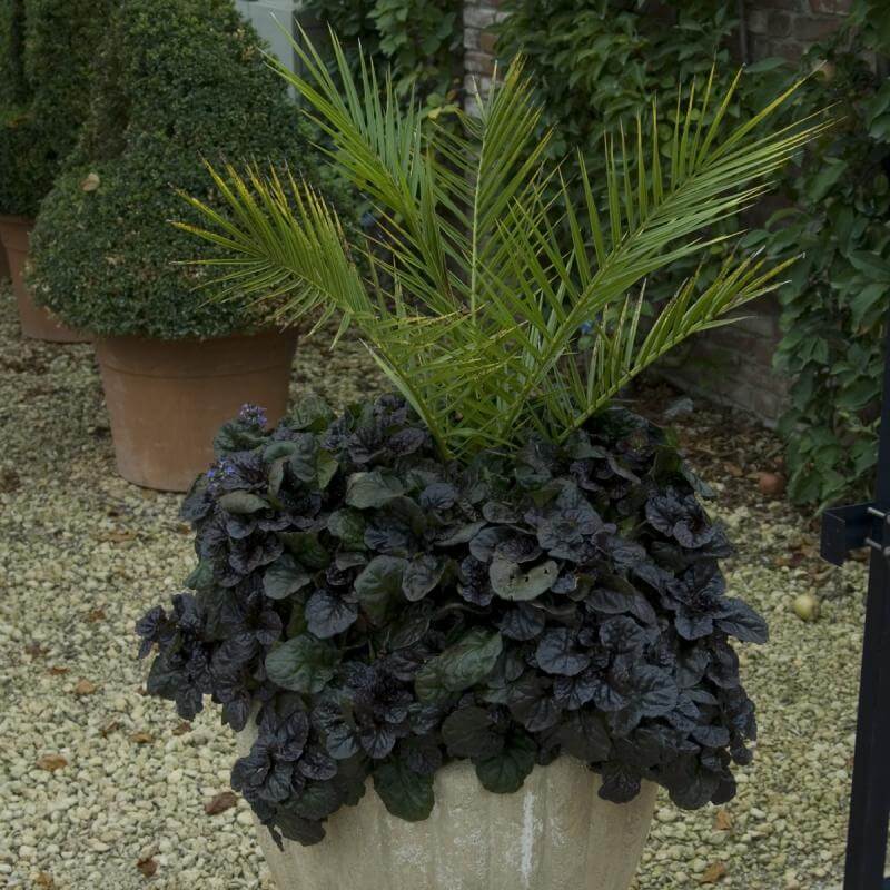 'Black Scallop' Bugleweed (Ajuga) - Image 3