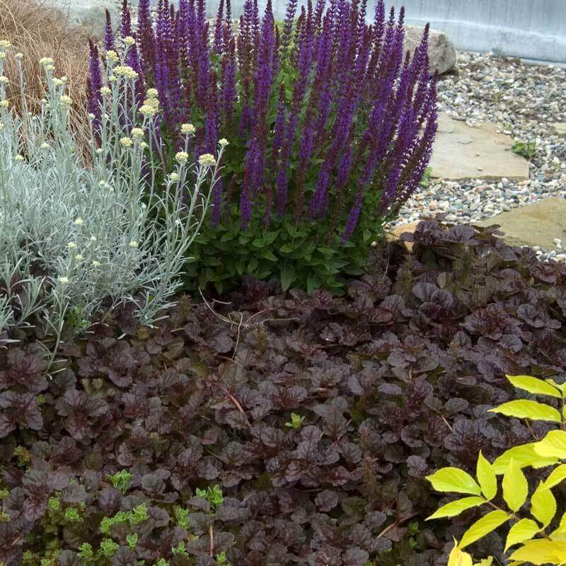 'Black Scallop' Bugleweed (Ajuga) - Image 4