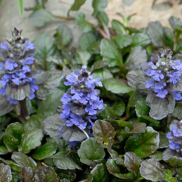 'Black Scallop' Bugleweed (Ajuga) - Image 7