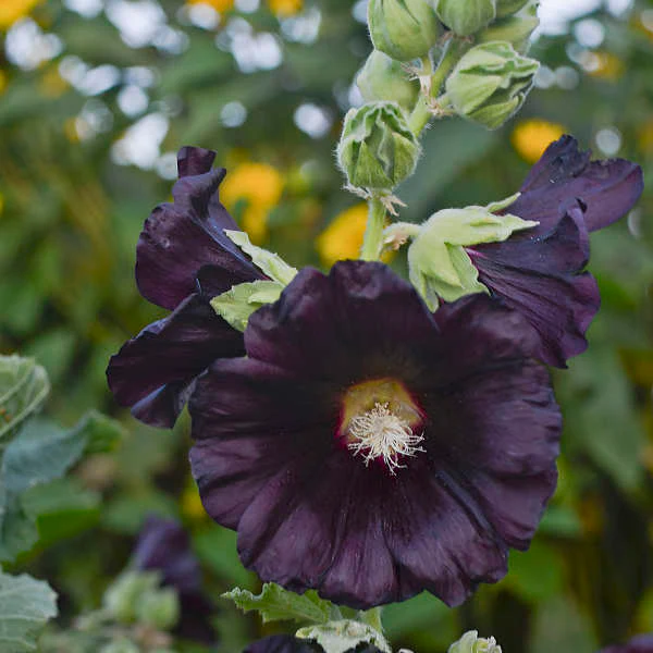 'Blacknight' Hollyhock (Alcea)