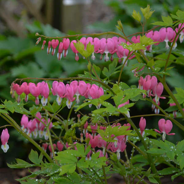 Bleeding Heart (Dicentra) - Image 2