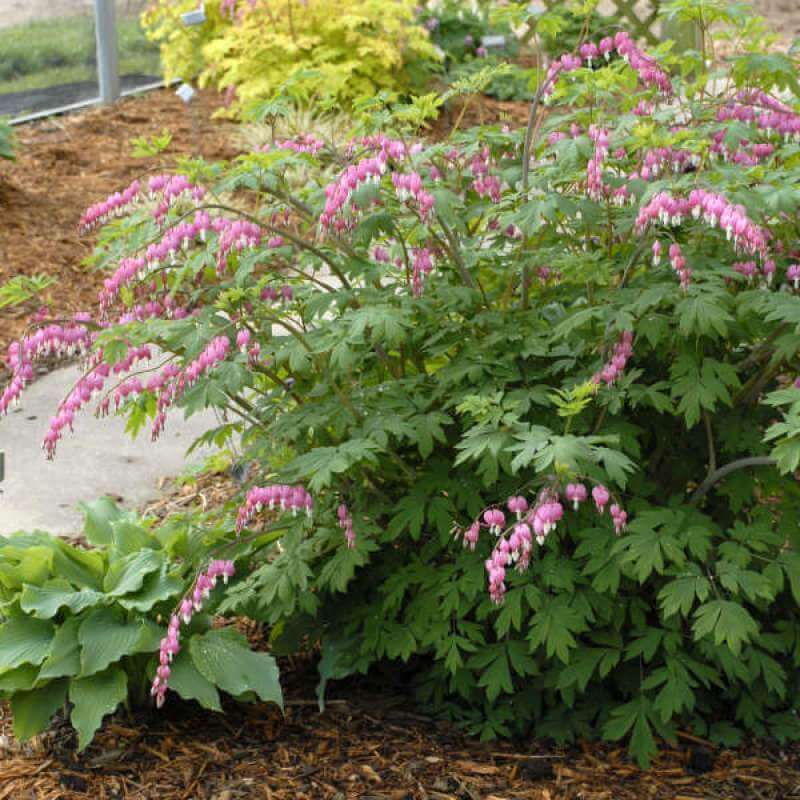 Bleeding Heart (Dicentra) - Image 3