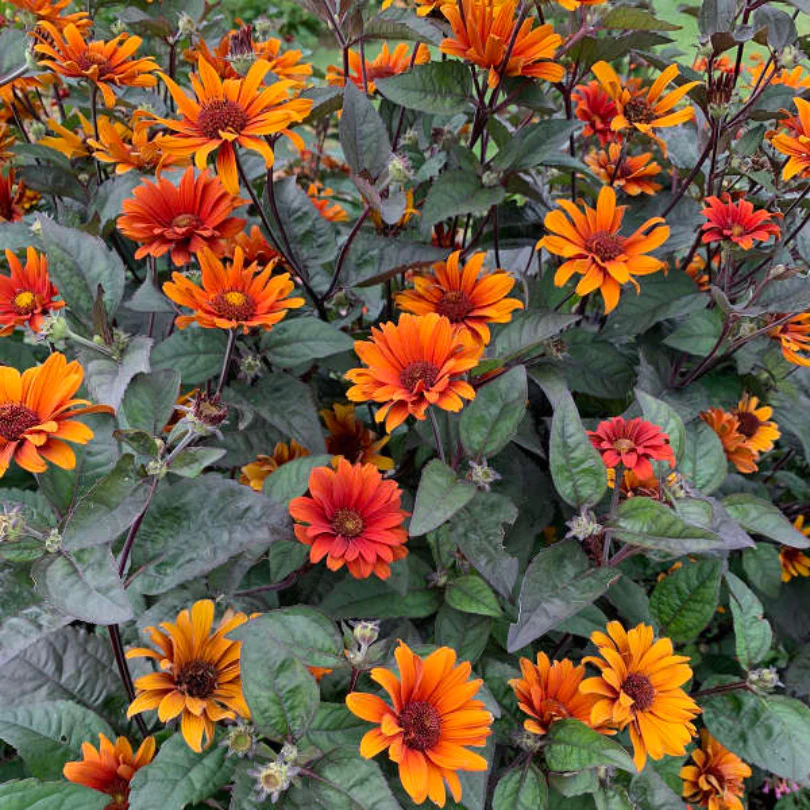 'Bleeding Hearts' False Sunflower (Heliopsis)