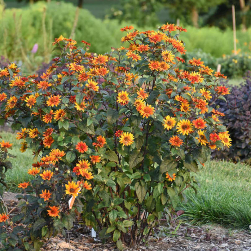 'Bleeding Hearts' False Sunflower (Heliopsis) - Image 2