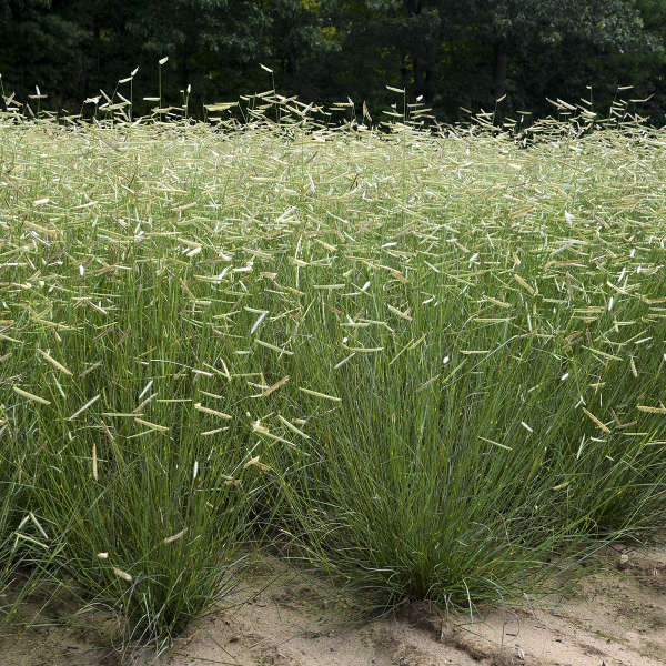'Blonde Ambition' Blue Grama Grass (Bouteloua) - Image 2