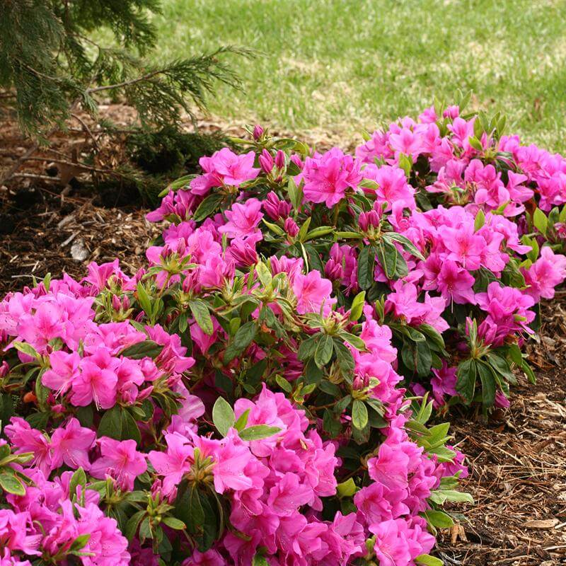 Bloom-A-Thon® Lavender Reblooming Azalea - Image 3