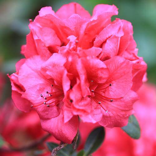 Bloom-A-Thon® Red Reblooming Azalea - Image 4